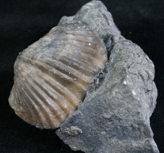 Platystrophia Brachiopod Fossil From Kentucky For Sale (6633
